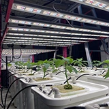 Гидропонная система Redfarm Система выращивания в помещении Коммерческие светодиодные лампы для выращивания растений 1000 Вт Бутоновый усилитель света